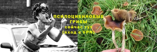 прущие грибы Армянск